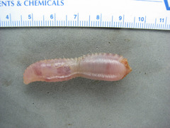 Polyphysia crassa