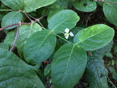 Malpighia woodburyana