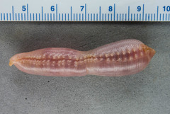 Polyphysia crassa