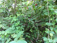 Malpighia woodburyana