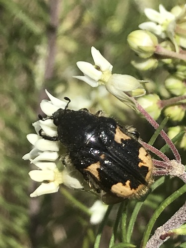 Euphoria basalis