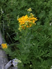 Senecio triangularis