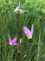 Primula tetrandra