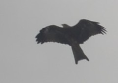 Milvus migrans govinda
