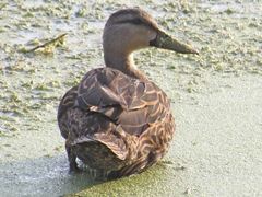 Anas fulvigula image