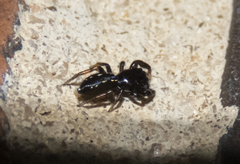 Metacyrba