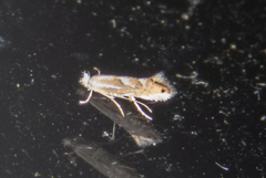 Phyllonorycter propinquinella