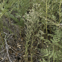 Pseudognaphalium ramosissimum