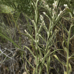 Pseudognaphalium ramosissimum