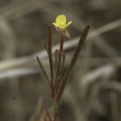 Camissonia contorta