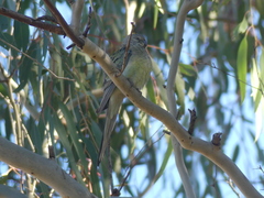Psephotus haematonotus