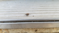 Habronattus formosus