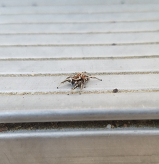Habronattus formosus
