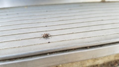Habronattus formosus