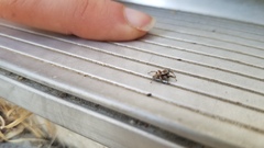 Habronattus formosus