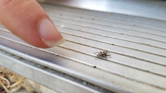Habronattus formosus