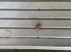 Habronattus formosus