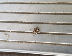 Habronattus formosus