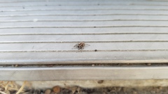 Habronattus formosus