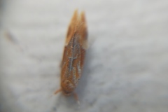 Epicallima formosella