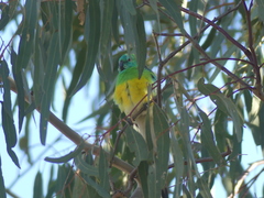 Psephotus haematonotus