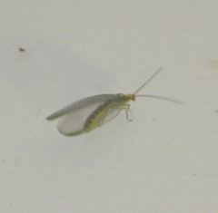 Nothochrysa fulviceps