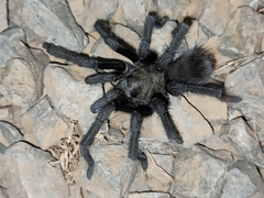 Aphonopelma steindachneri