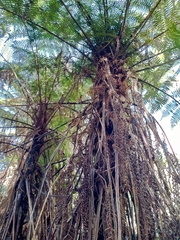 Cyathea cunninghamii