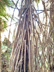 Cyathea cunninghamii