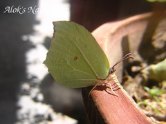 Gonepteryx nepalensis