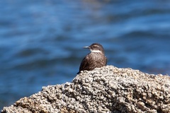 Cinclodes nigrofumosus