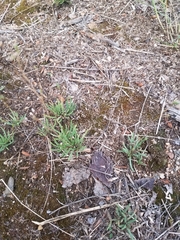 Phemeranthus confertiflorus