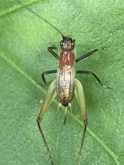 Homoeoxipha lycoides