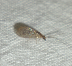 Sympherobius pygmaeus