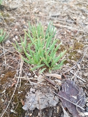 Phemeranthus confertiflorus