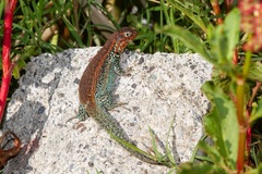 Liolaemus zapallarensis