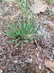 Phemeranthus confertiflorus