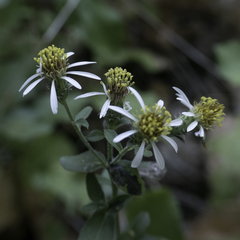 Eurybia radulina