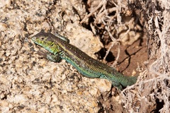 Liolaemus zapallarensis