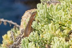 Liolaemus zapallarensis