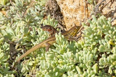 Liolaemus zapallarensis