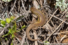 Liolaemus zapallarensis