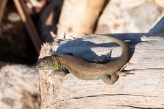 Liolaemus zapallarensis