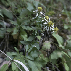 Eurybia radulina