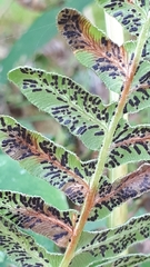 Cryptomycina pteridis