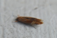 Epicallima formosella