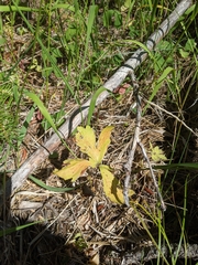 Sidalcea oregana calva