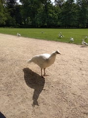 Pavo cristatus
