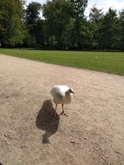 Pavo cristatus