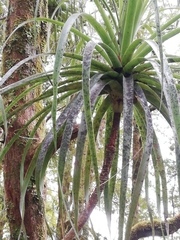 Dracophyllum elegantissimum